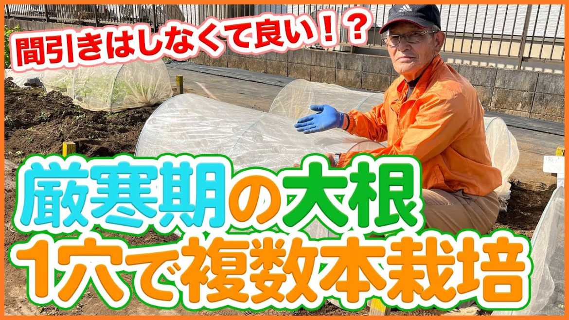 家庭菜園や農園の大根栽培は1穴で複数本栽培!?冬は間引きしないで複数の大根を育てるコツを徹底解説!/Tips for growing multiple radishes in one hole. 家庭菜園や農園の大根栽培は1穴で複数本栽培!?冬は間引きしないで複数の大根を育てるコツを徹底解説!/Tips for growing multiple radishes in one hole.