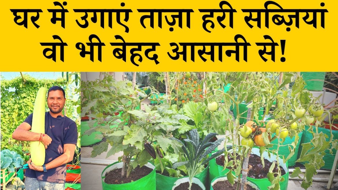 घर में उगाएं ताजी हरी सब्जियां वो भी बेहद आसानी से, कैसे जानिए इस विडियो में Easy To Grow Vegetables