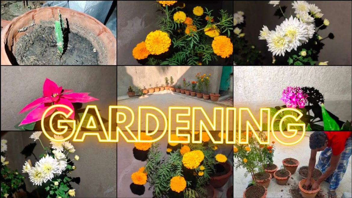 Gardening Tips | Gardening Ideas For Home | Gardening Bangla | Village Gardening Ideas |