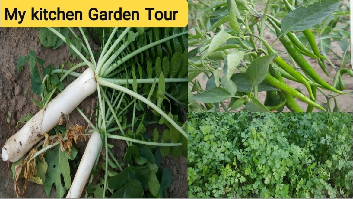Fresh Vegetables Form My Kitchen Garden || My Kitchen Garden Tour || Fresh Vegetables Form My Kitchen Garden || My Kitchen Garden Tour ||