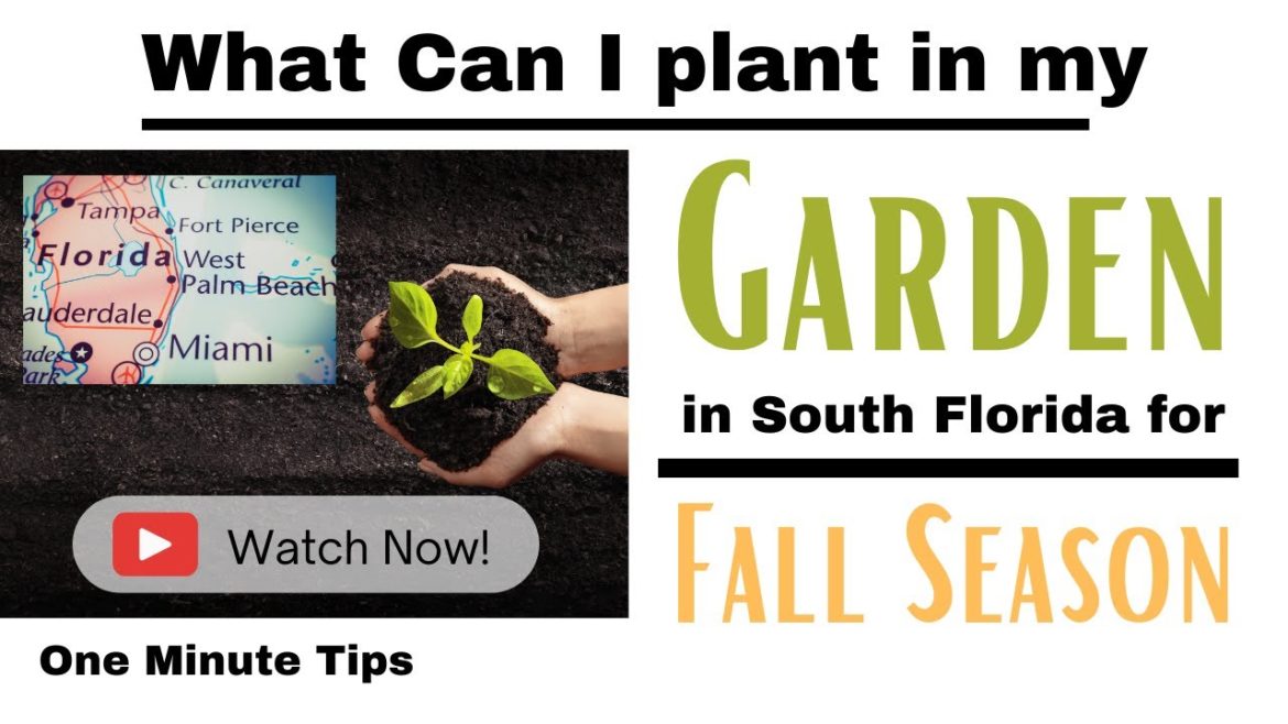 One Minute Tips – Garden – South Florida -What can I Plant in my Garden for Fall Season! One Minute Tips - Garden - South Florida -What can I Plant in my Garden for Fall Season!