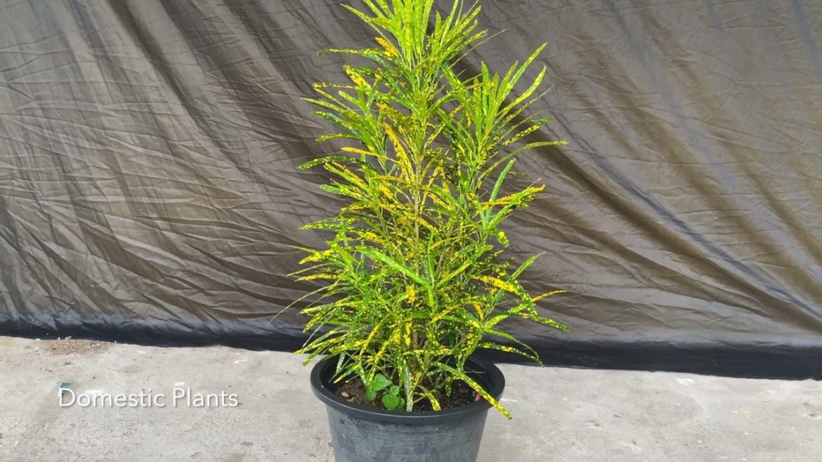 Croton Pictum Spot Plant