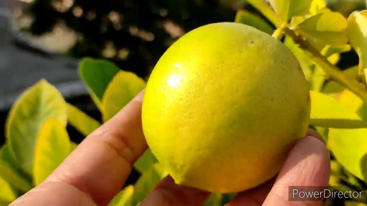 December full garden overview