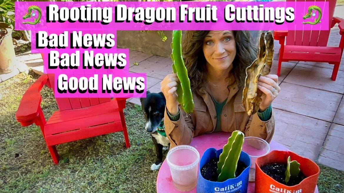 🐉 Rooting Dragon Fruit Cuttings - Update! Bad News, Bad News, Good News! 🐉