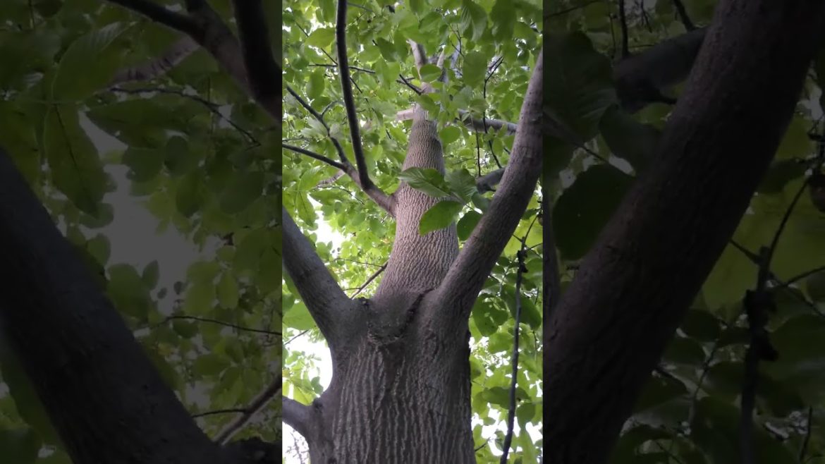 Beautiful tree in the garden 2022