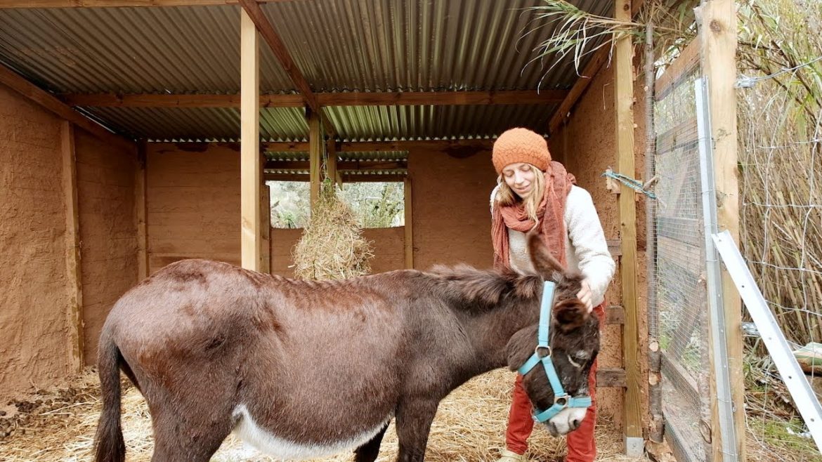 The Goat House is Finished! (and has a donkey in it) The Goat House is Finished! (and has a donkey in it)