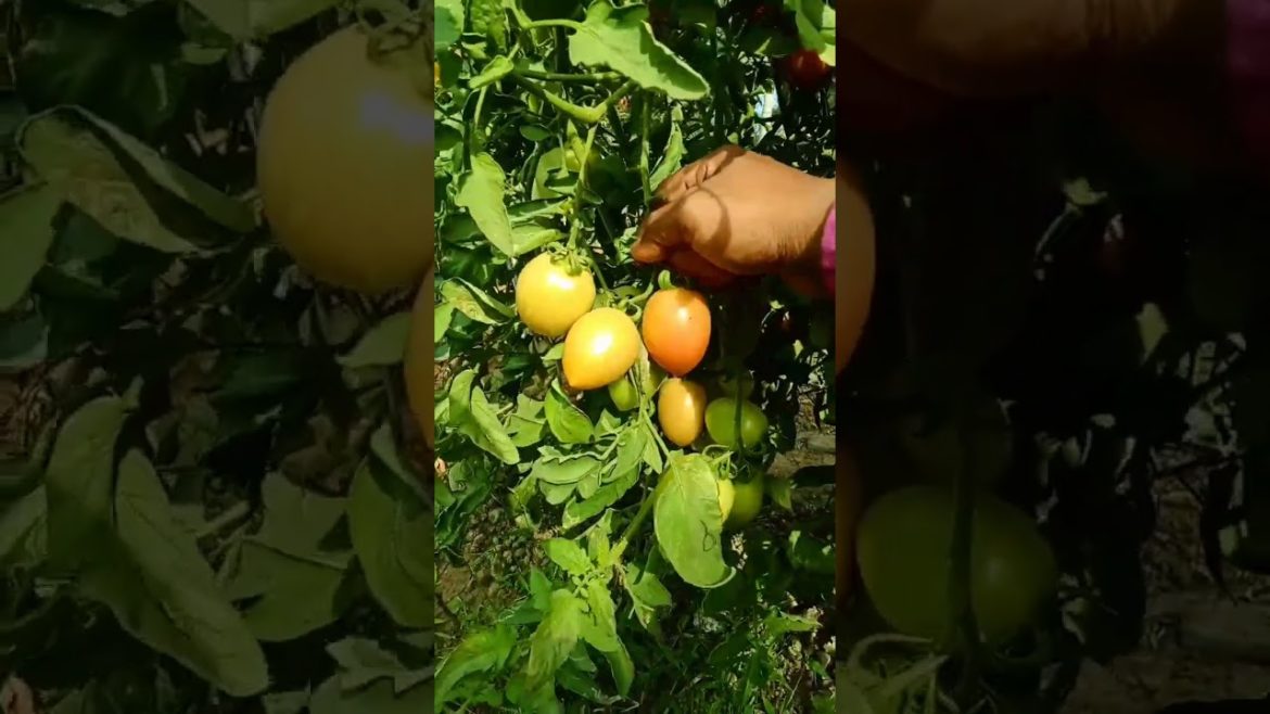 harvesting tomatoes this morning #shorts