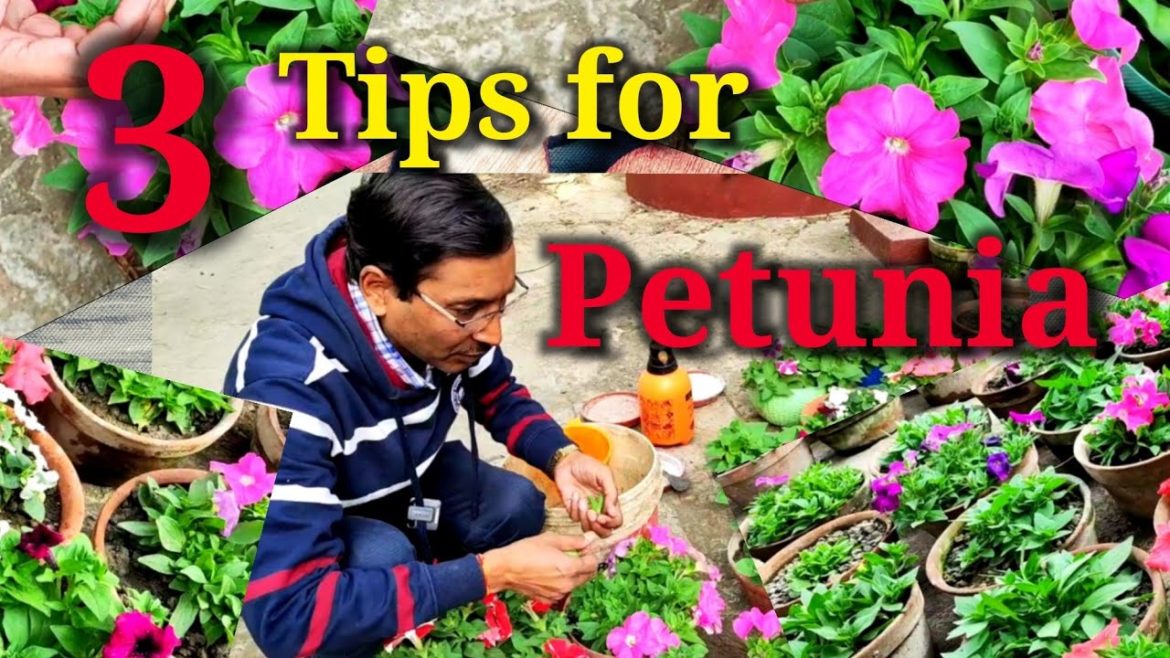 Follow 3 tips for Enormous Blooming in Petunia