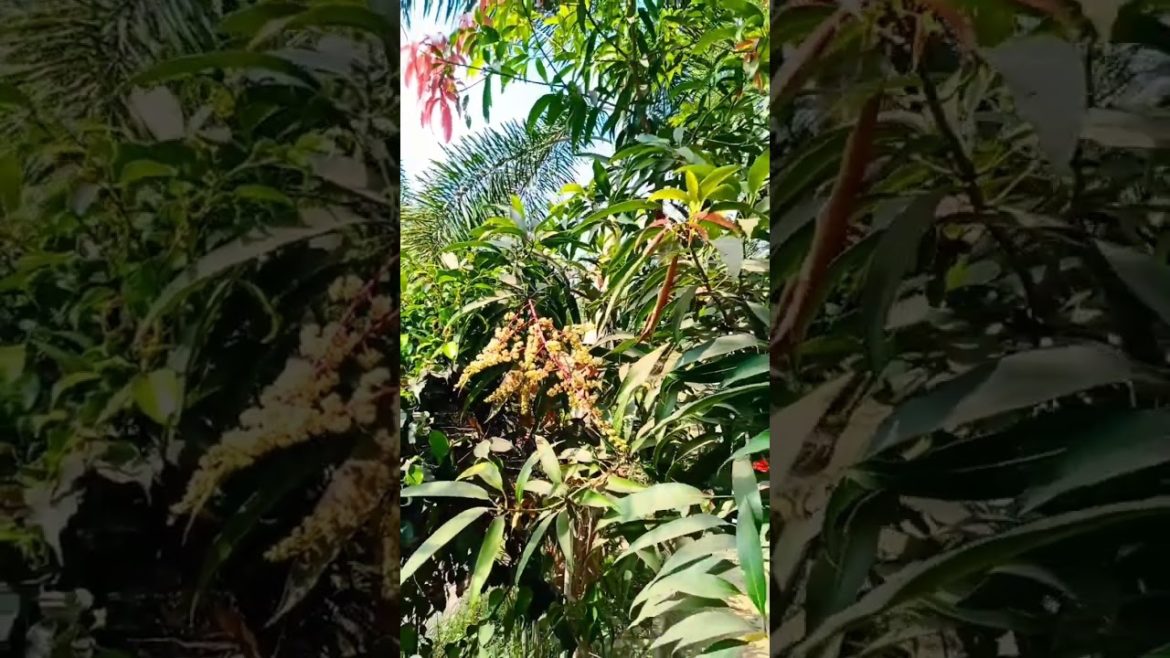flowering on mango tree on this season #shorts flowering on mango tree on this season #shorts