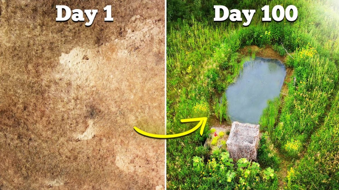 I Built a Wildlife Pond – here's what happened I Built a Wildlife Pond - here's what happened