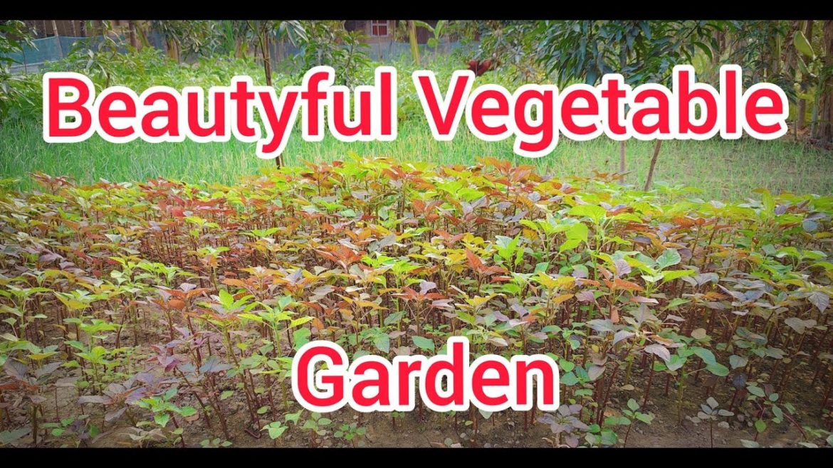 Beautiful vegetable garden at my Home-2022