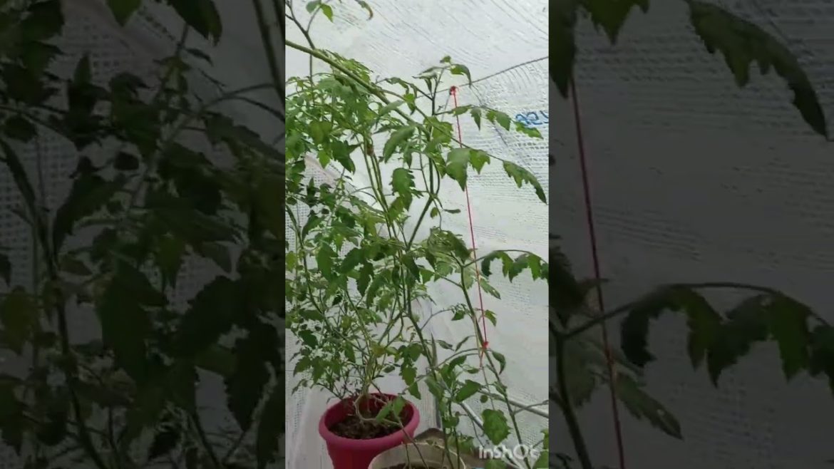 greenhouse update clippings a week later 👍