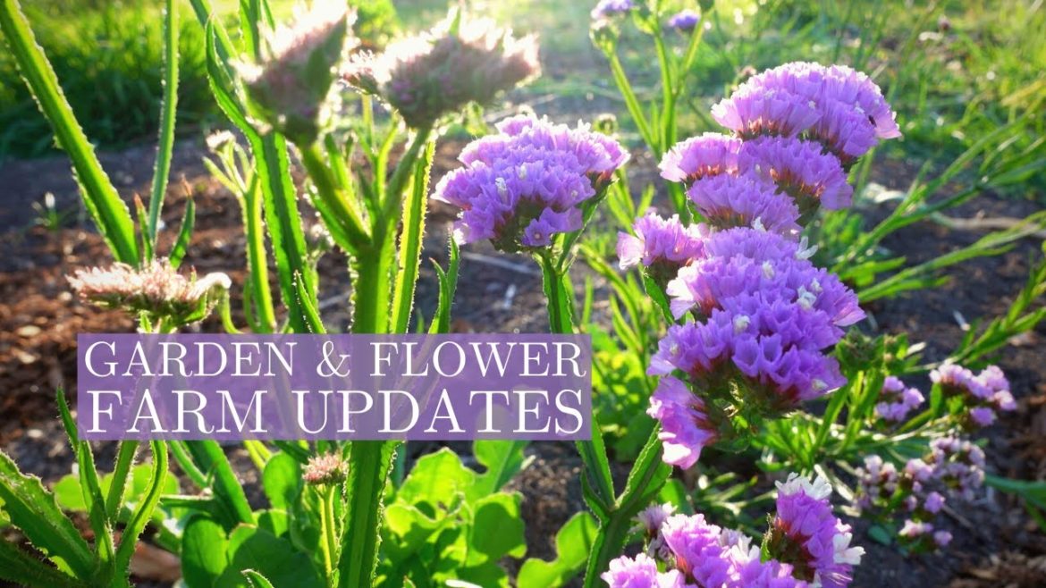 Flower Farm Update & Preparing to Leave the Garden ๐ Reflections & Future Plans | Vlogmas Day 15 Flower Farm Update & Preparing to Leave the Garden ๐ Reflections & Future Plans | Vlogmas Day 15