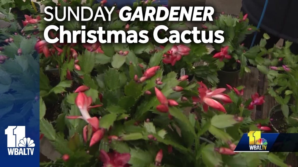 Sunday Gardener answers your Christmas cactus questions