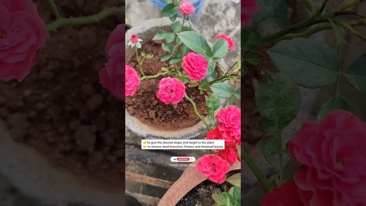 After Hard Pruning Roses|Why And When To Prune Roses|क्यों और कब करें कटिंग #ashasgardenstory#shorts After Hard Pruning Roses|Why And When To Prune Roses|क्यों और कब करें कटिंग #ashasgardenstory#shorts