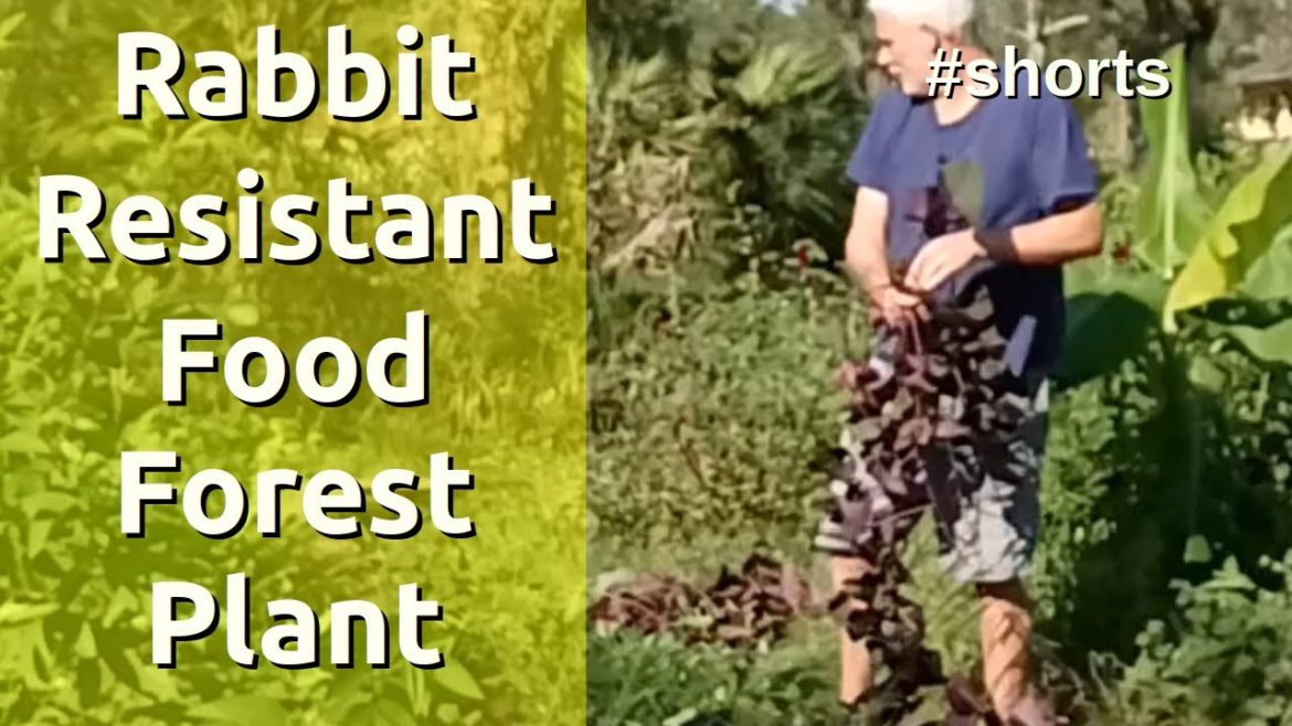 #shorts Rabbits Don't Eat These Food Forest Garden Edible Plants #shorts Rabbits Don't Eat These Food Forest Garden Edible Plants