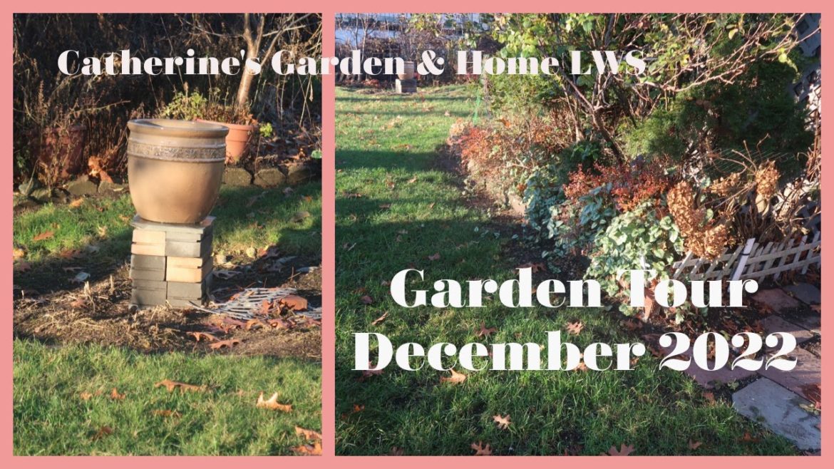 City English-style Cottage Garden Tour 2022| First week of December | A Morning Walk City English-style Cottage Garden Tour 2022| First week of December | A Morning Walk