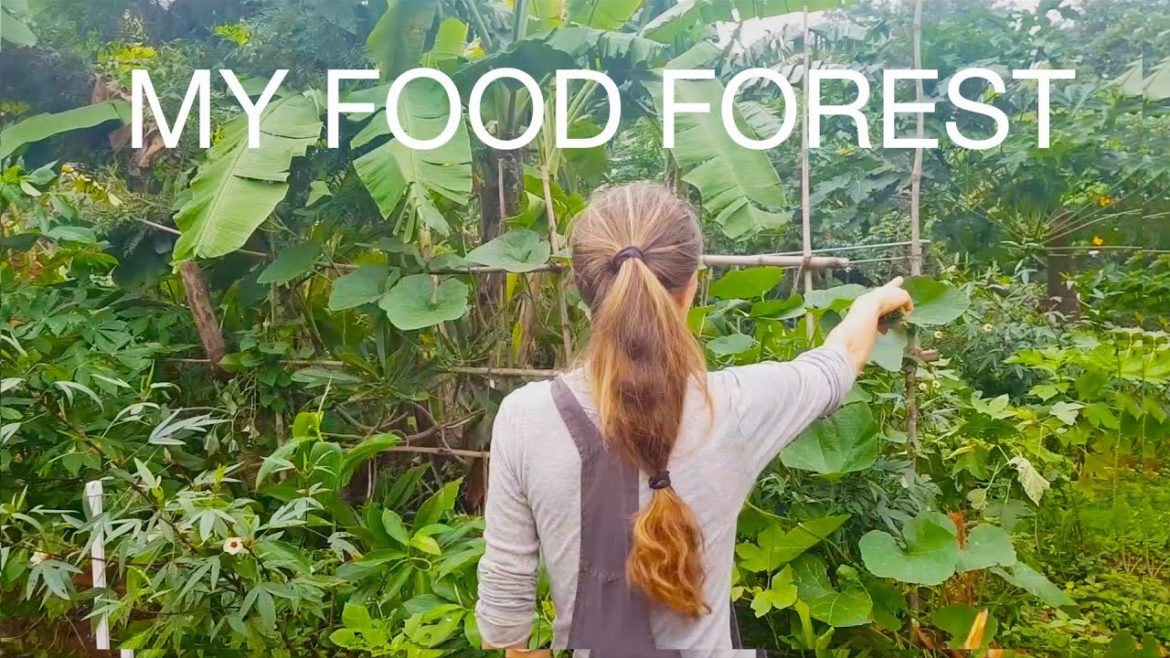 WALK THROUGH MY PERMACULTURE GARDEN !