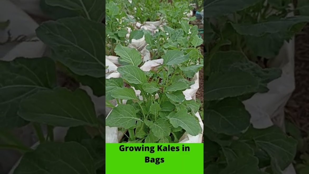 Simple way: Growing kales in Bags #Shorts