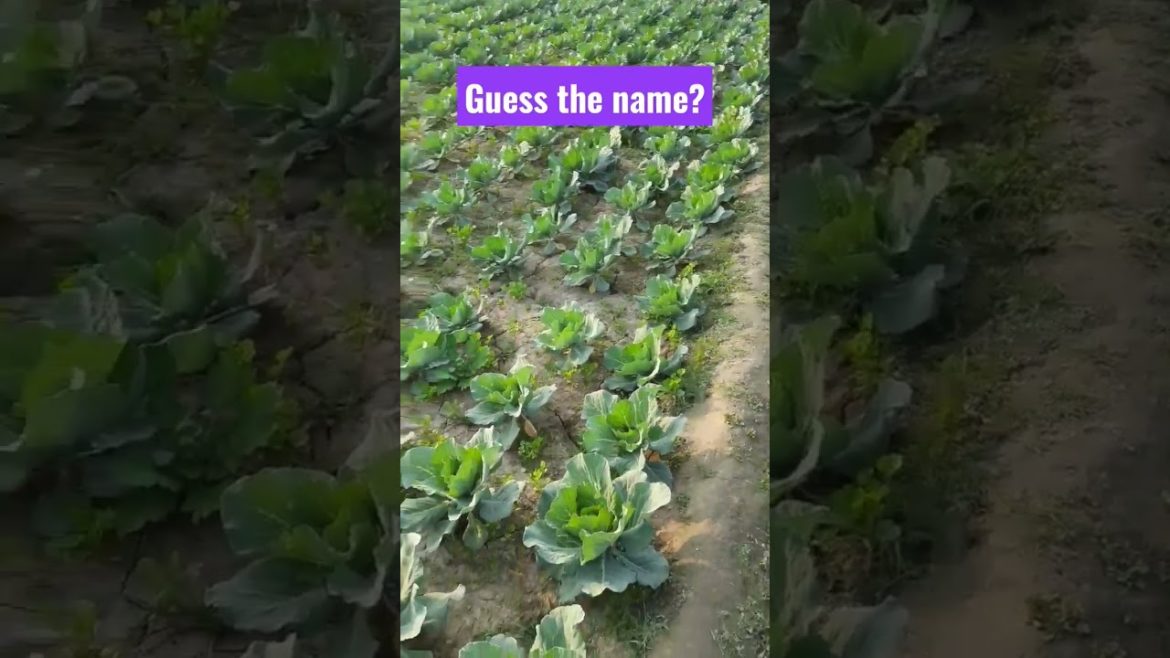 guess the plant? | #shorts #youtube #garden