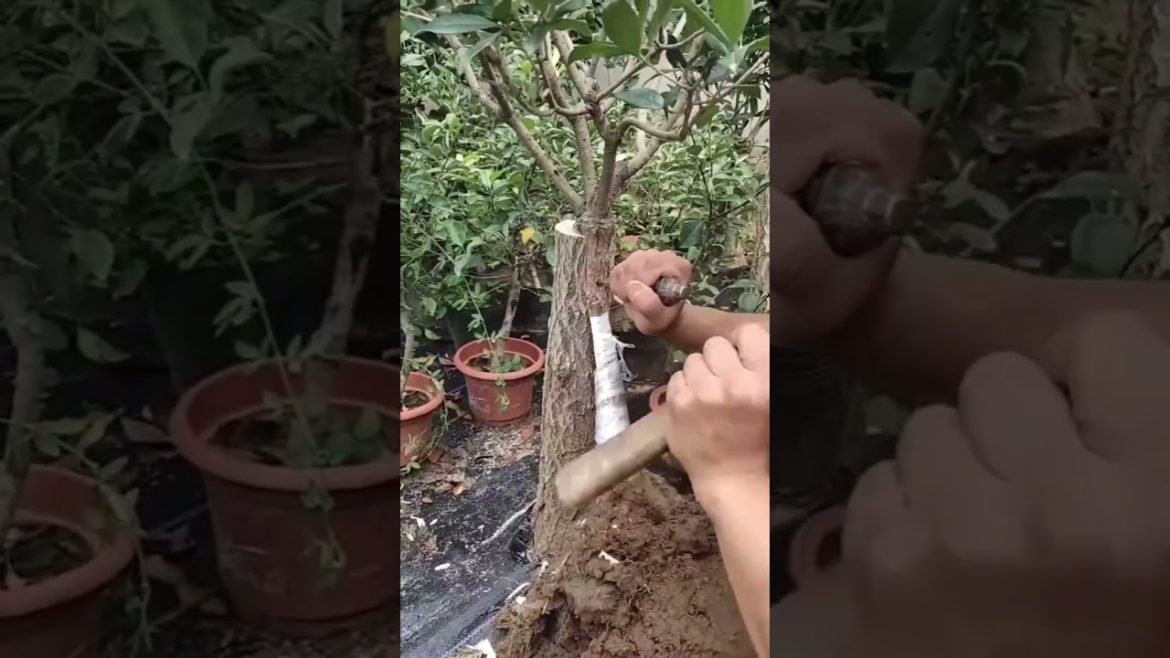 Tips Pairing sticky Straight two trunks together part5 #shorts #satisfying