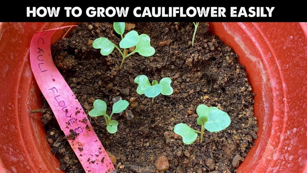 Easy Method To Grow Cauliflower From Seeds In A Pot ll From Seed to Harvest with the result | Garden Easy Method To Grow Cauliflower From Seeds In A Pot ll From Seed to Harvest with the result | Garden