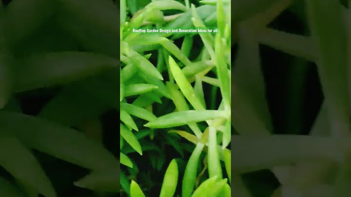 Beautiful garden design and decoration ideas for all.