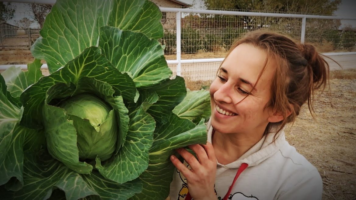 Garden Chores and Quick Harvest | VLOG Garden Chores and Quick Harvest | VLOG