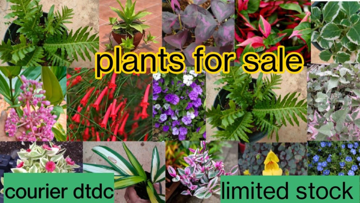plants for sale # SERA'SGARDENS#9/12/22