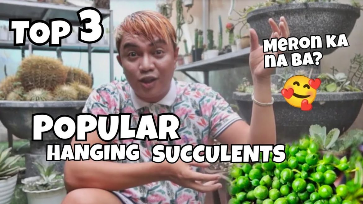 TOP 3 POPULAR HANGING SUCCULENTS | STRING PLANTS CARE TIPS IN LOWLAND