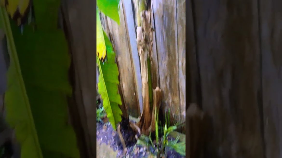 ☔ Under the cover of 🇯🇵 Japanese Hardy Banana 🍌 and 🇲🇽 Mexican Fan Palm 🌴