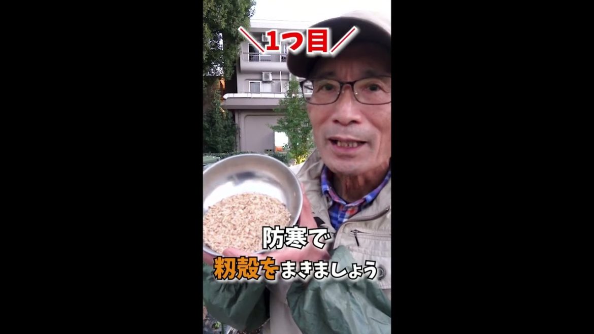 家庭菜園でやりたい！冬のニンジン栽培を成功させるコツ！#shorts /Carrot cultivation tips from a Japanesefarmer.