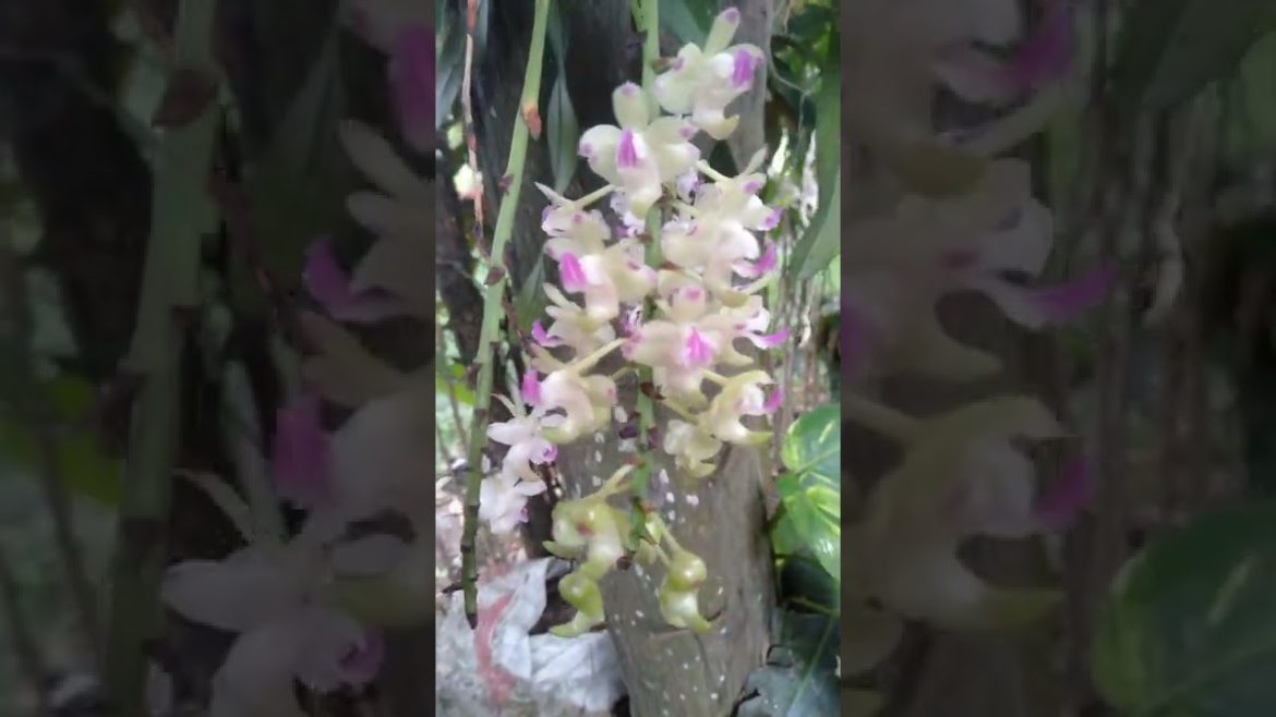 beautiful orchid #shorts