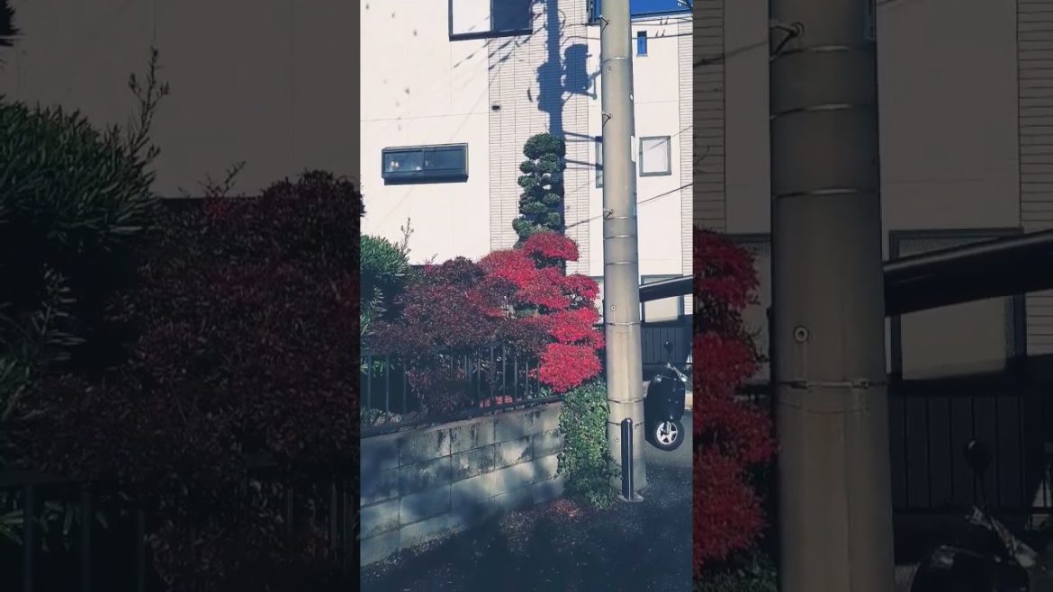 Japanese garden bonsai Japanese garden bonsai