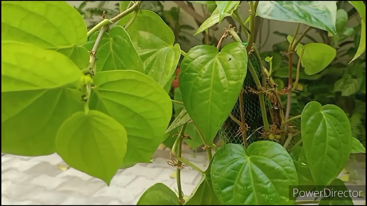 Paan/Betel leaf pant Winter Care