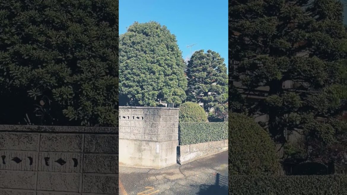 Japanese garden Japanese garden