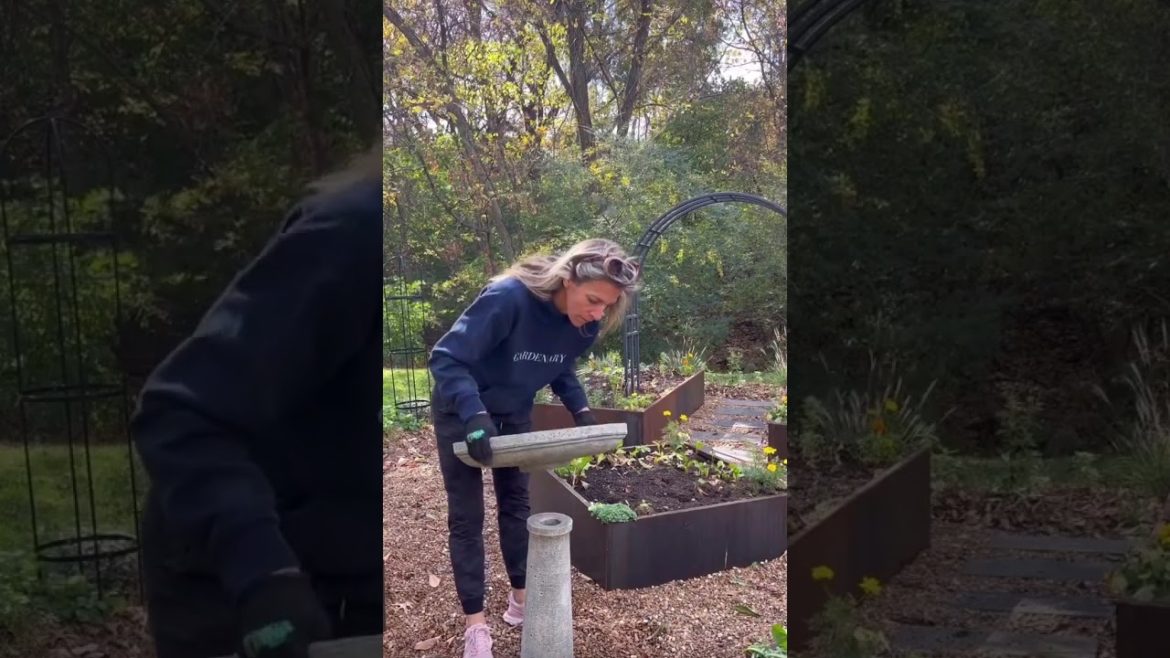 Add a Bird Bath to Your Garden