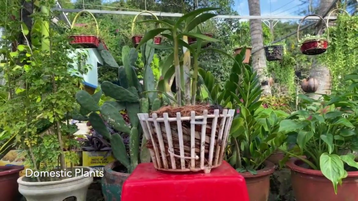 Review Orhids in baskets Review Orhids in baskets