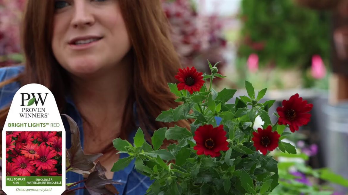 A Container Garden full of Rich, Vibrant Color for Full Sun! A Container Garden full of Rich, Vibrant Color for Full Sun!