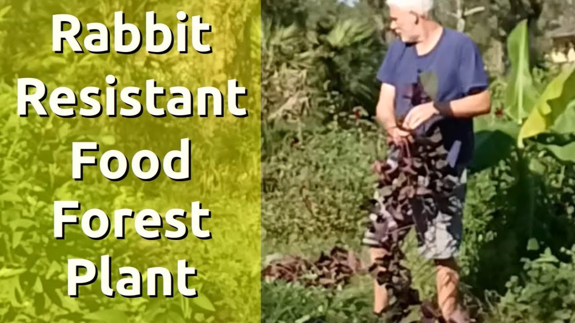 Rabbits Don't Eat These Food Forest Garden Edible Plants Rabbits Don't Eat These Food Forest Garden Edible Plants