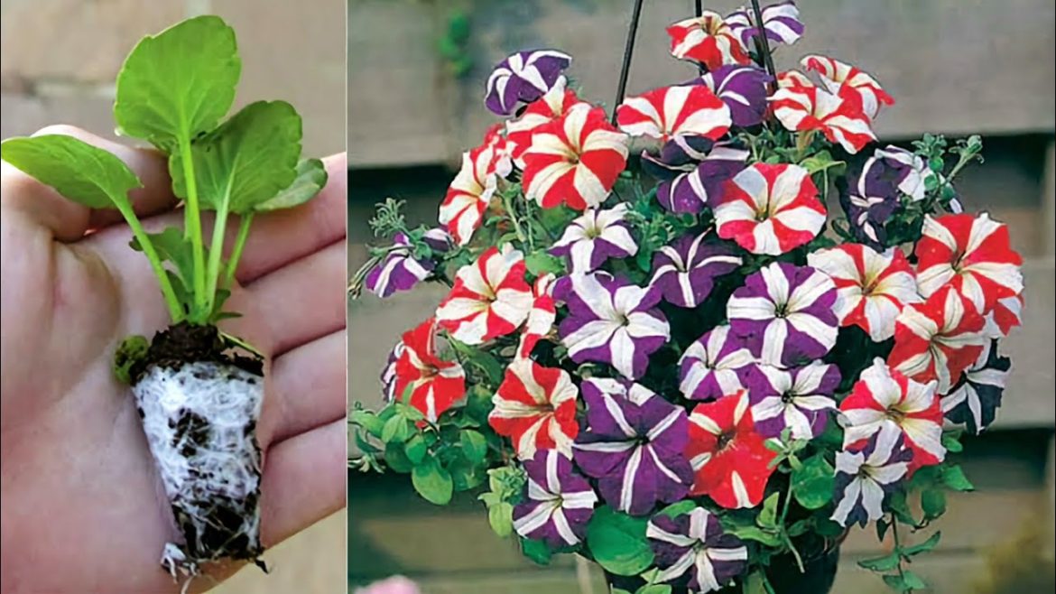 Grow 100+ petunia flowering plant at home Grow 100+ petunia flowering plant at home
