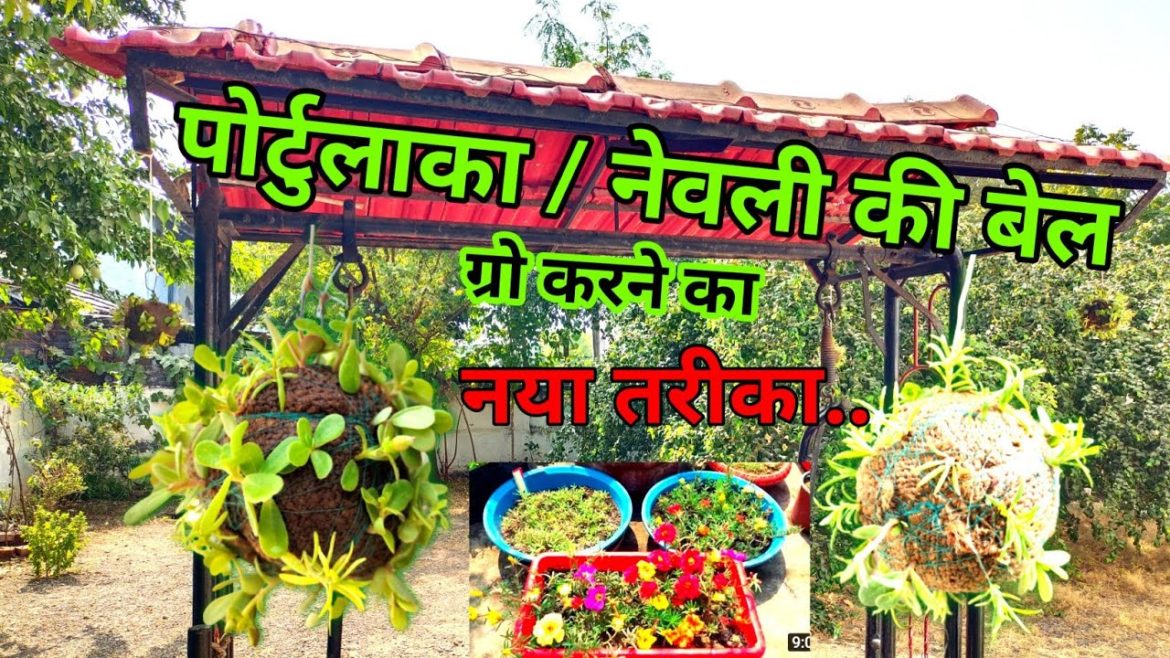 How to Grow नेवली (पोर्टूलाका) from Cuttings | Gardening Tips