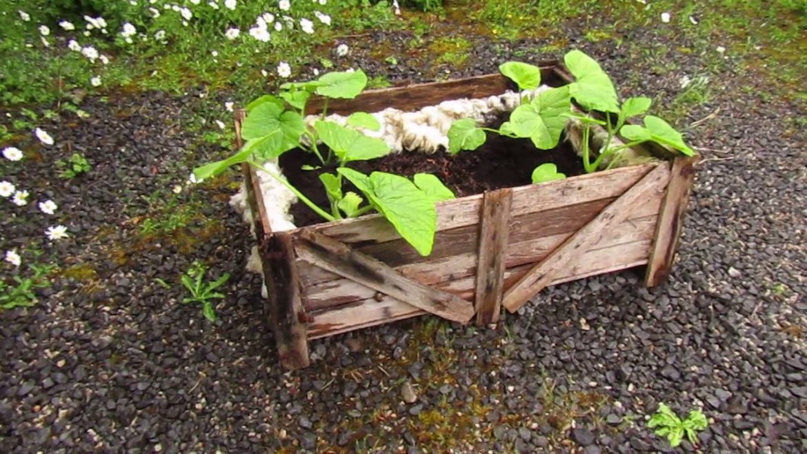 Planting Pumpkins in a Crate...container gardening