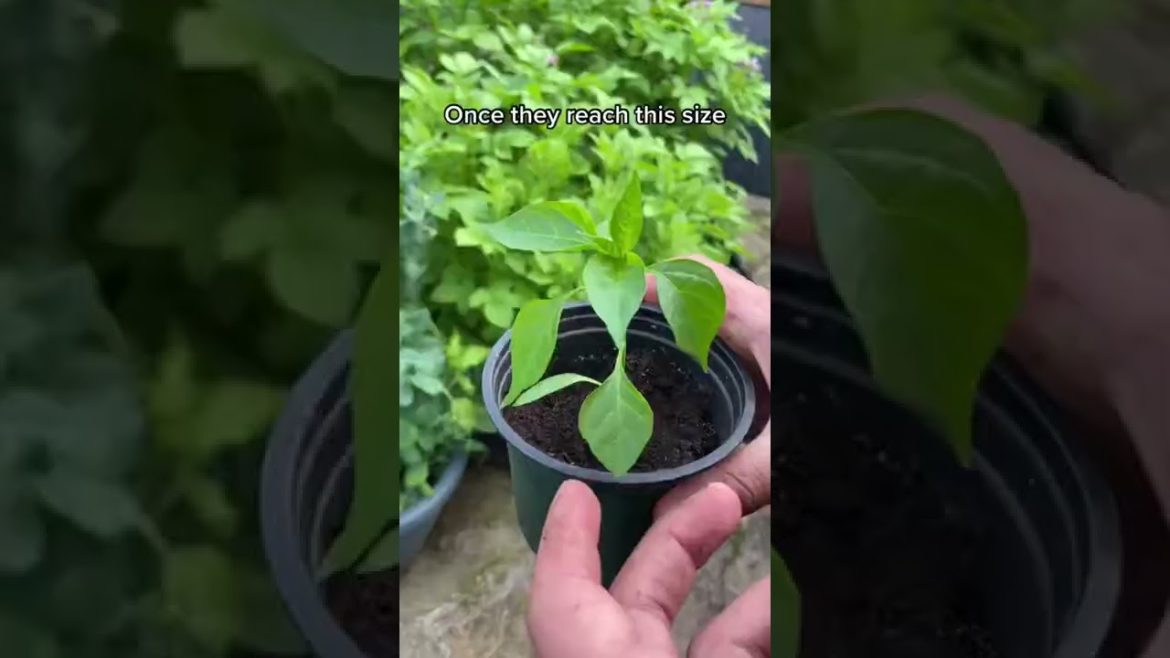 #shorts  #garden #gardening #gardentour #gardener #gardens #harvest #harvesting #organic #planting