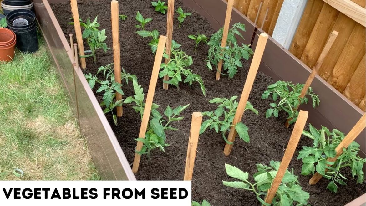 MY VEGETABLE GARDEN JOURNEY AS A FIRST TIME GARDENER - PART 2 | How I started my Vegetable Garden