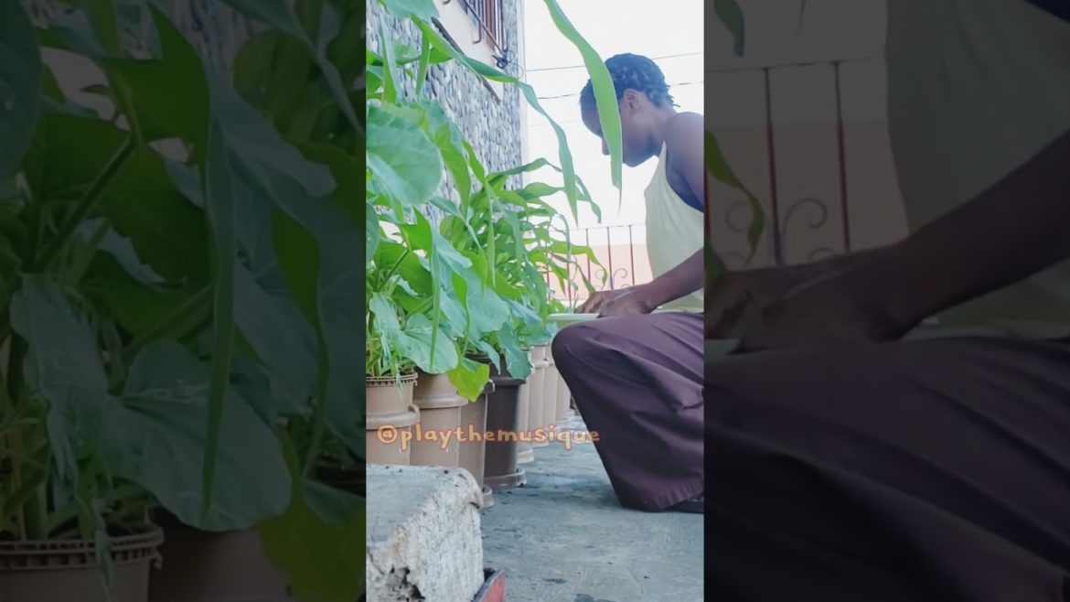 #ENJOYING THE SIMPLE THINGS: #76 – #bobmarley #richmindset #containergardening #livity #jamaicavlog #ENJOYING THE SIMPLE THINGS: #76 - #bobmarley #richmindset #containergardening #livity #jamaicavlog