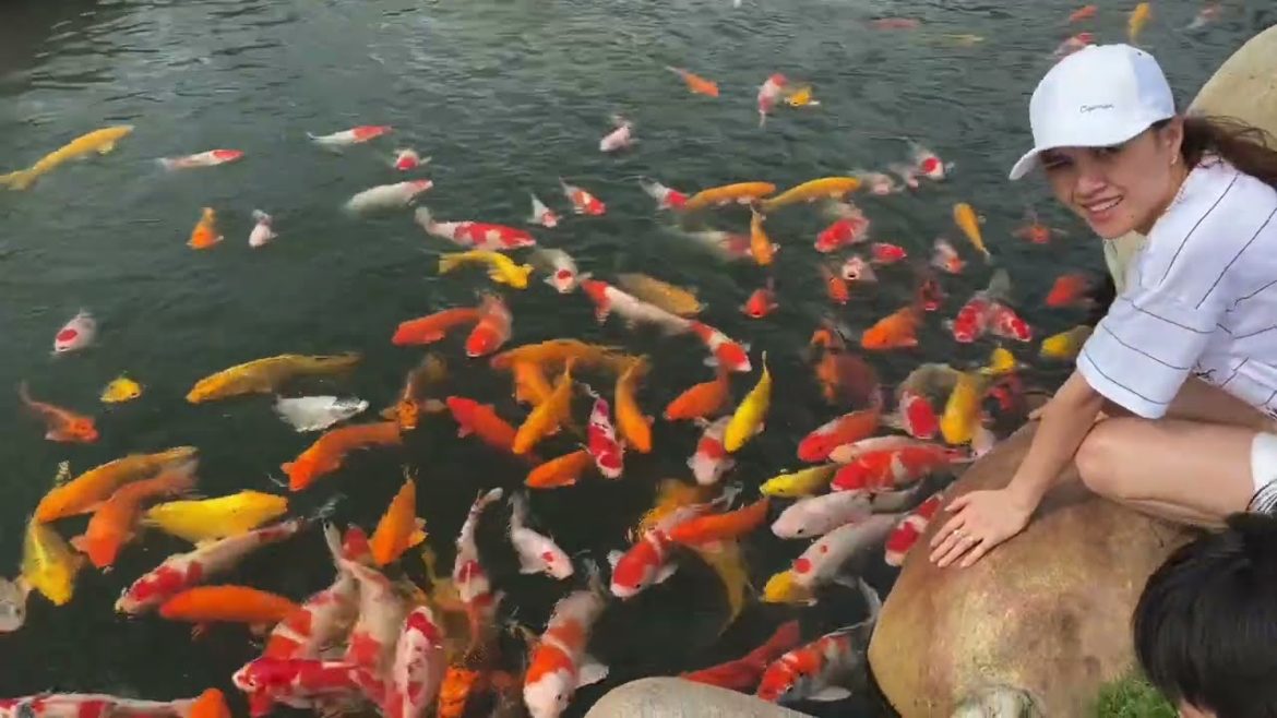 Feeding the Koi Fish | Beautiful Japanese Koi Pond Garden