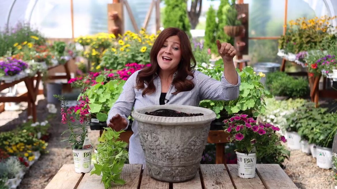 Favorite Colors Work Together in a Container full of Annual Plants!