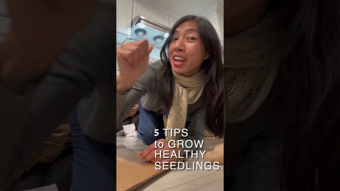 5 Tips to Grow Healthy Seedlings 5 Tips to Grow Healthy Seedlings