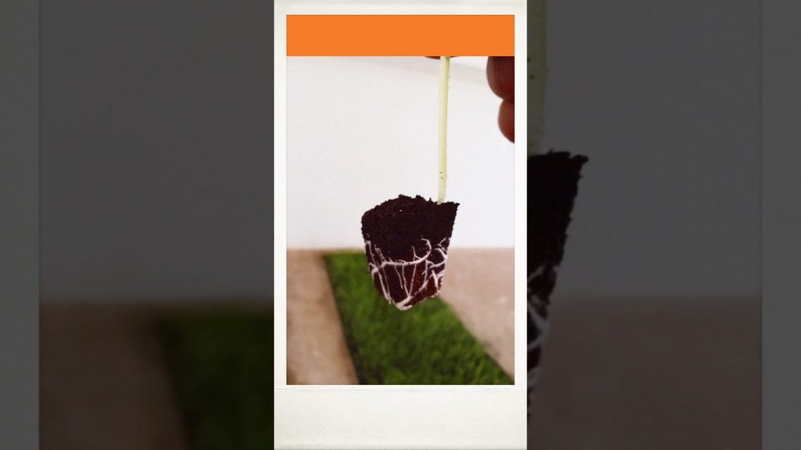 #Shorts#Gardening Tips & Techniques at Home#Motivational Garden Ideas Care & Grow cabbage